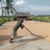Harga gabah di Lebak tembus Rp7.000 perkilogram