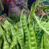 Petani Pandeglang raup keuntungan jutaan rupiah panen petai