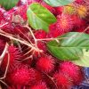 Panen rambutan di Lebak tumbuhkan ekonomi masyarakat