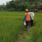 PLN UID Banten Terus Hadirkan Infrastruktur Kelistrikan Handal Ke Wilayah Terpencil